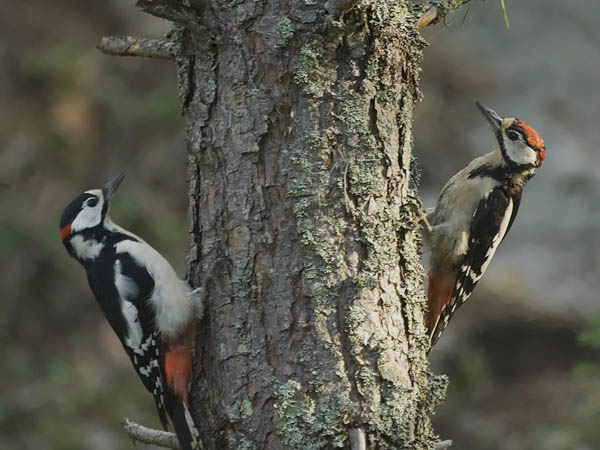 Käpytikka, Great Spotted Woodpecker, Dendrocopos major